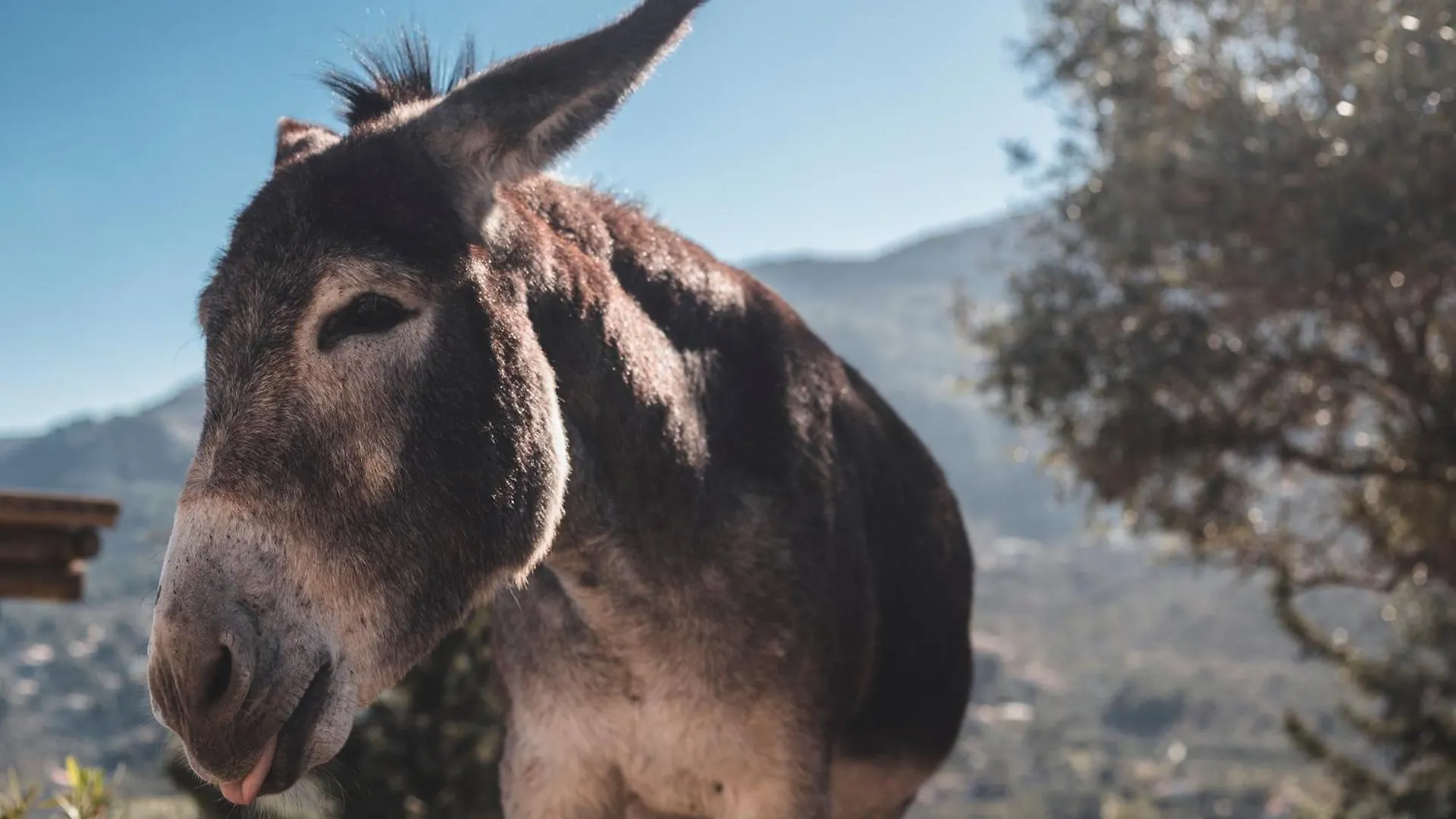 Sa Pedrissa Villa Deia Farm stay